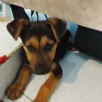 توله ژرمن سه ماهه