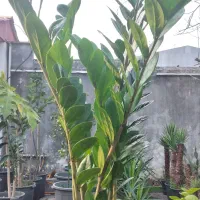 زاموفیلیا سوپر بلک و سبز