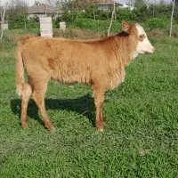 گاو چالوسی شیری وگوساله ماده سیمینتال|حیوانات مزرعه|رشت, جماران|دیوار