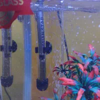 آکواریوم|ماهی|سهند, |دیوار