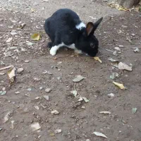 خرگوش زیبا و سالم|موش و خرگوش|آبدانان, |دیوار