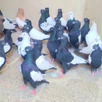 ۲۷تاسینه درج یک