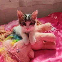 گربه|گربه|سراب, |دیوار