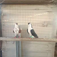 کبوتر چادری