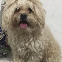 سگ میکس اشپیتز و پیکنیز