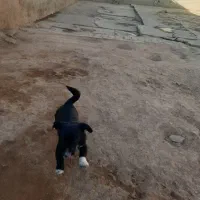 سگ پاکوتاه|سگ|بهار, |دیوار