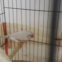 فنج کینگ انگلیسی وگلدین|پرنده|بندرعباس, |دیوار