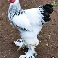 تخم مرغ برهما نطفه دار