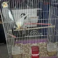 ۲ تا عروس بالغ