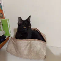 گربه|گربه|همدان, |دیوار