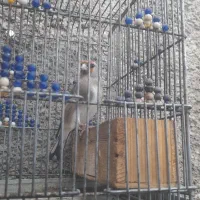 فروش سهره کرمونی دوتا پر زبر چونش سفید هست