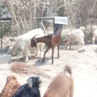 فروش چند بز وکهره