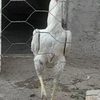 مرغ و خروس لاری