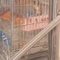 جوجه سهره نر سال|پرنده|آبدانان, |دیوار