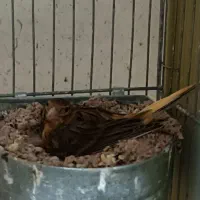 قناری ماده با جوجه ،، سهره