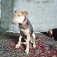 شاه توله ژرمن سه ماه