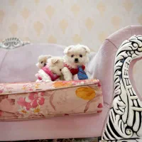 سگمینیاتوری نروماده۳ماهه تیکاپجیبی نیموجبپشمالو|سگ|تهران, نازیآباد|دیوار