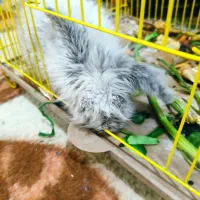 بچه خرگوش لپ