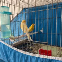 قناری|پرنده|برخوار, |دیوار