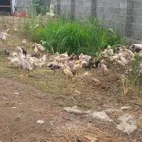 جوجه اردک اردک بزرگ اردک دوماهه بالغ