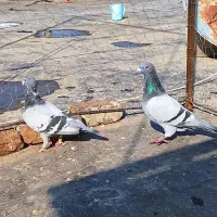 کبوتر آلمانی و رنگی ساده