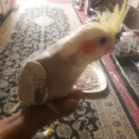 فروش تعدای جوجه عروس هلندی|پرنده|اسلام‌شهر, شهرک مفیدی|دیوار