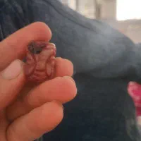 مهربودا به شرط اصل بودن کسی خواست درخمتم