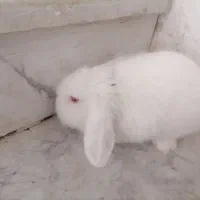 خرگوش لوپ سفید چشم شرابی