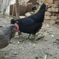 تخم مرغ نطفه دار گلین