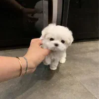 شیتزو/پوودل