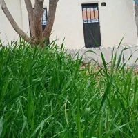 ویلایی 250متری