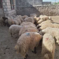 ۶۵ عدد بره پرواری