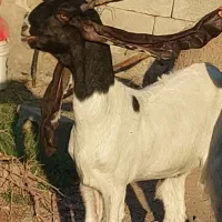 گیسه پتیری اصل|حیوانات مزرعه|جیرفت, |دیوار