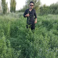 بذر یونجه اعلا با بازدهی نه تن به بالا در هکتار|خدمات باغبانی و درختکاری|کرمان, |دیوار