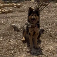 واگذاری سگ ژرمن