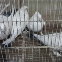 کبوتر ماده|پرنده|قم, کیوانفر|دیوار