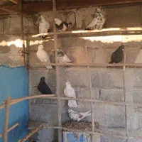 فروش ده کبوتر