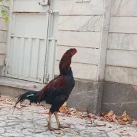 مرغ و خروس لاری اصل