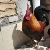 خروس عربی اصل