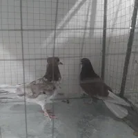 کفتر به شرط حداقل ۵ ساعت