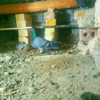 آلمانی