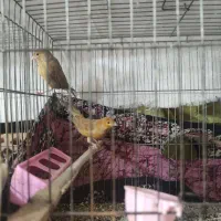 یه عدد نر دارچین سرخ|پرنده|کرمان, |دیوار