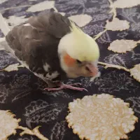 عروس گمشده|پرنده|تهران, مسعودیه|دیوار