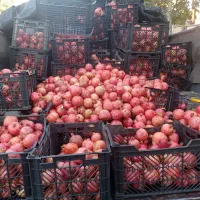 انار و آب انار سیوو|حراج|آبدانان, |دیوار