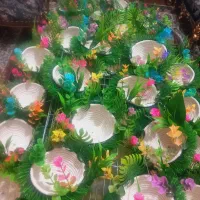 سیره|پرنده|خمینیشهر, |دیوار