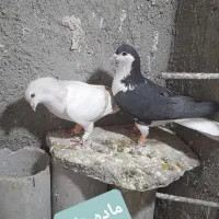 کبوتر گرفتنی و جوانه|پرنده|سبزوار, پاسداران|دیوار