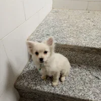 سگ پامر روباهی|سگ|اصفهان, شهید رجایی|دیوار