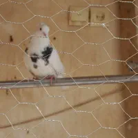 طوقی .دمبی.گرگی زرد .دوکت پشتار.ترکیه ای