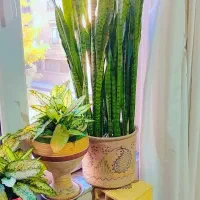 گل طبیعی آپارتمانی