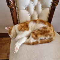 گربه گمشده|حیوانات|یزد, |دیوار